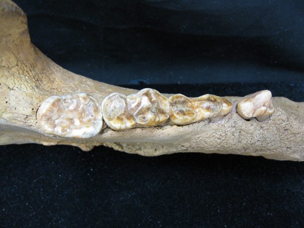 Genuine Pleistocene Age Romanian Cave Bear Jaw Fossil For Sale #5h