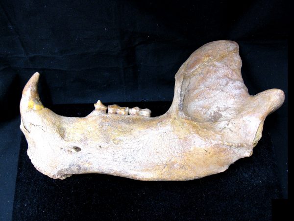 Genuine Pleistocene Age Romanian Cave Bear Jaw Fossil For Sale #6