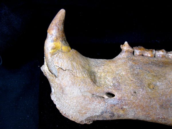 Genuine Pleistocene Age Romanian Cave Bear Jaw Fossil For Sale #6a