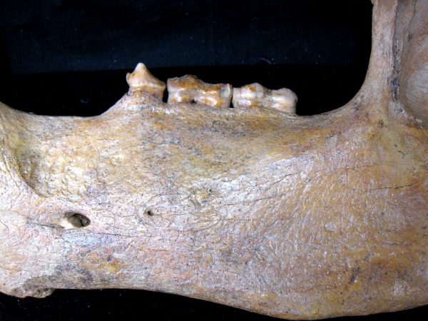 Genuine Pleistocene Age Romanian Cave Bear Jaw Fossil For Sale #6b