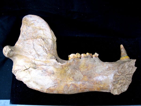 Genuine Pleistocene Age Romanian Cave Bear Jaw Fossil For Sale #6d