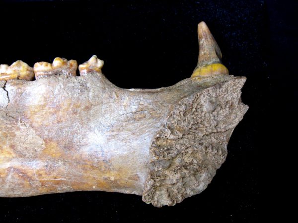 Genuine Pleistocene Age Romanian Cave Bear Jaw Fossil For Sale #6e