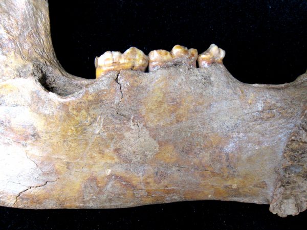 Genuine Pleistocene Age Romanian Cave Bear Jaw Fossil For Sale #6f