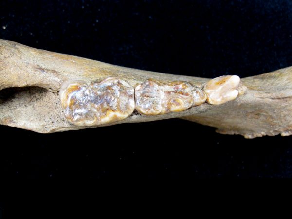 Genuine Pleistocene Age Romanian Cave Bear Jaw Fossil For Sale #6h