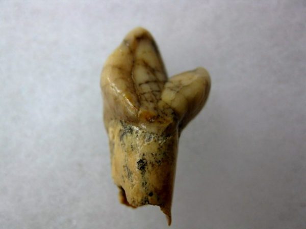 Romanian Cave Bear Tooth #14 - Image 2