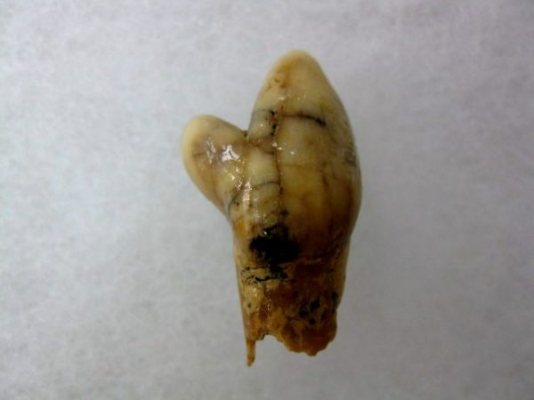 Romanian Cave Bear Tooth #14 - Image 3