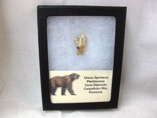 Romanian Cave Bear Tooth #14