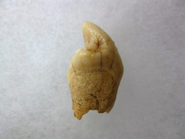 Romanian Cave Bear Tooth #16 - Image 3