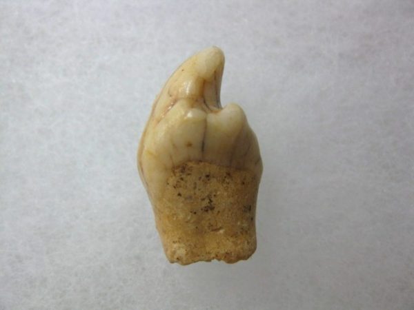 Romanian Cave Bear Tooth #16 - Image 2