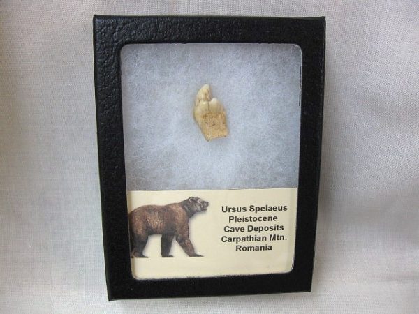 Romanian Cave Bear Tooth #16