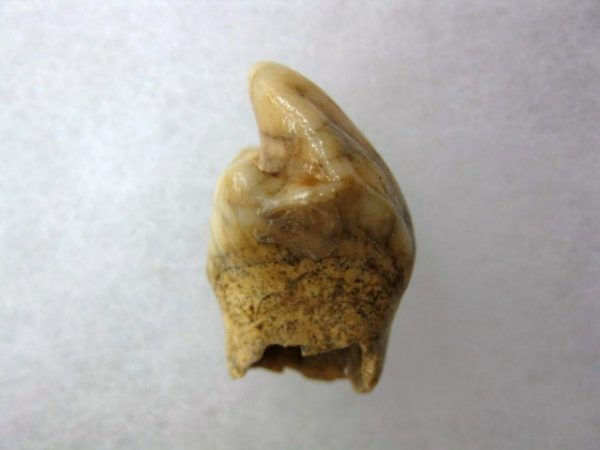 Romanian Cave Bear Tooth #18 - Image 3