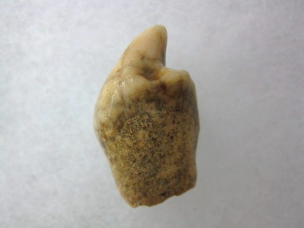 Romanian Cave Bear Tooth #18 - Image 2