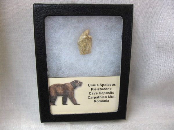 Romanian Cave Bear Tooth #18