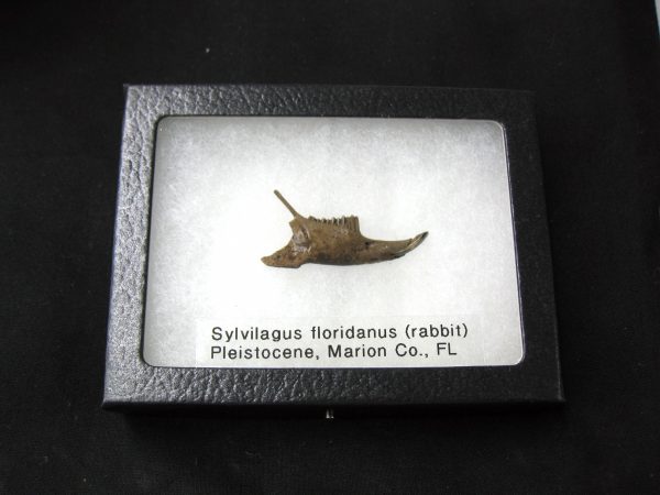 Genuine Pleistocene Age Sylvilagus Rabbit Lower Jaw Fossil For Sale From Florida #1