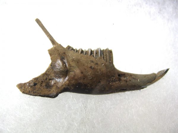 Genuine Pleistocene Age Sylvilagus Rabbit Lower Jaw Fossil For Sale From Florida #1a