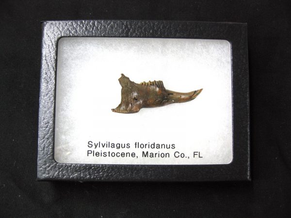 Genuine Pleistocene Age Sylvilagus Rabbit Lower Jaw Fossil For Sale From Florida #2