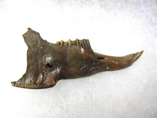 Genuine Pleistocene Age Sylvilagus Rabbit Lower Jaw Fossil For Sale From Florida #2a