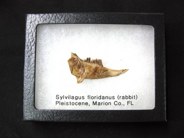 Genuine Pleistocene Age Sylvilagus Rabbit Lower Jaw Fossil For Sale From Florida #3