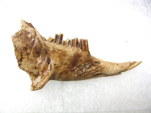 Genuine Pleistocene Age Sylvilagus Rabbit Lower Jaw Fossil For Sale From Florida #3a