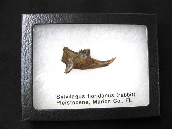 Genuine Pleistocene Age Sylvilagus Rabbit Lower Jaw Fossil For Sale From Florida #4