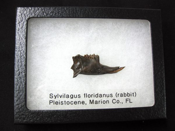 Genuine Pleistocene Age Sylvilagus Rabbit Lower Jaw Fossil For Sale From Florida #5