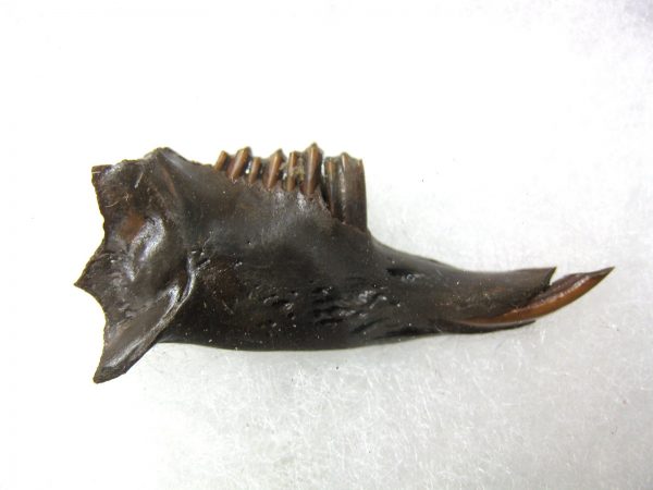 Genuine Pleistocene Age Sylvilagus Rabbit Lower Jaw Fossil For Sale From Florida #5a