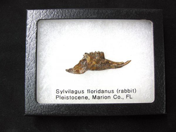 Genuine Pleistocene Age Sylvilagus Rabbit Lower Jaw Fossil For Sale From Florida #6