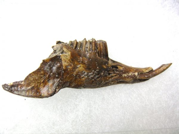 Genuine Pleistocene Age Sylvilagus Rabbit Lower Jaw Fossil For Sale From Florida #6a