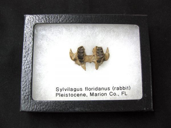 Genuine Pleistocene Age Sylvilagus Rabbit Upper Jaw Fossil For Sale From Florida #1