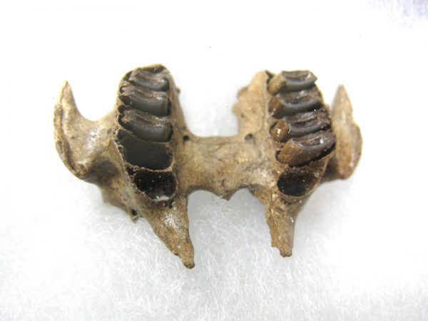 Genuine Pleistocene Age Sylvilagus Rabbit Upper Jaw Fossil For Sale From Florida #1a