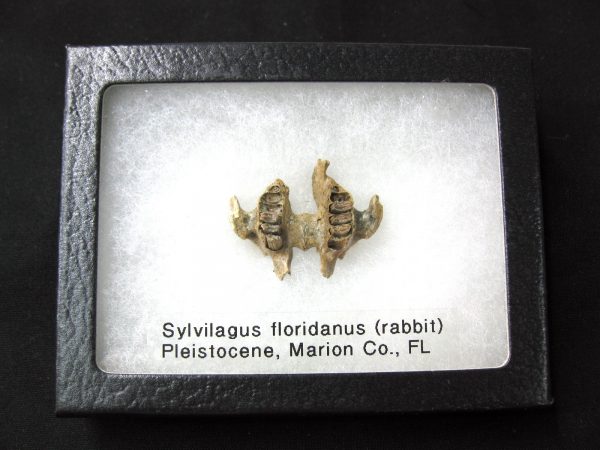 Genuine Pleistocene Age Sylvilagus Rabbit Upper Jaw Fossil For Sale From Florida #2