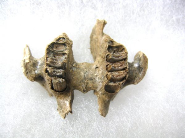 Genuine Pleistocene Age Sylvilagus Rabbit Upper Jaw Fossil For Sale From Florida #2a