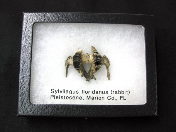 Genuine Pleistocene Age Sylvilagus Rabbit Upper Jaw Fossil For Sale From Florida #3