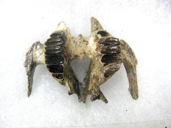 Genuine Pleistocene Age Sylvilagus Rabbit Upper Jaw Fossil For Sale From Florida #3a