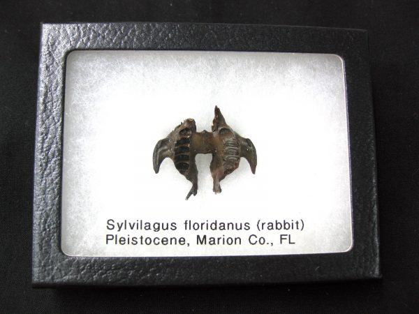 Genuine Pleistocene Age Sylvilagus Rabbit Upper Jaw Fossil For Sale From Florida #4