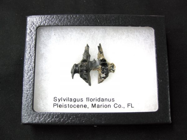 Genuine Pleistocene Age Sylvilagus Rabbit Upper Jaw Fossil For Sale From Florida #5