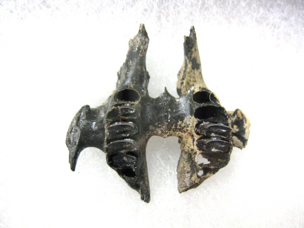 Genuine Pleistocene Age Sylvilagus Rabbit Upper Jaw Fossil For Sale From Florida #5a