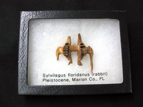 Genuine Pleistocene Age Sylvilagus Rabbit Upper Jaw Fossil For Sale From Florida #6