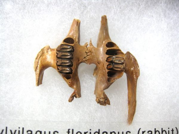 Genuine Pleistocene Age Sylvilagus Rabbit Upper Jaw Fossil For Sale From Florida #6a