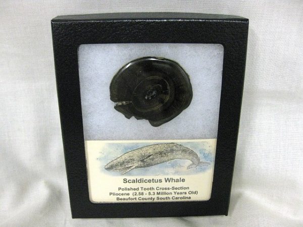 Genuine Pliocene Scaldicetus Whale Tooth For Sale #5