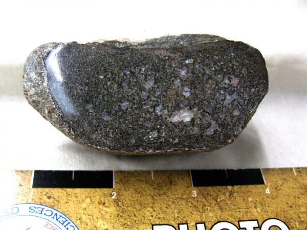 Polished Jurassic Dinosaur Bone #102