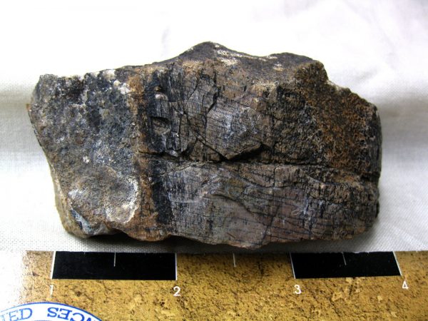 Polished Jurassic Dinosaur Bone #106 - Image 2