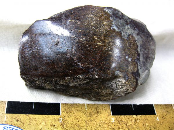 Polished Jurassic Dinosaur Bone #108