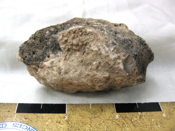 Polished Jurassic Dinosaur Bone #88 - Image 2