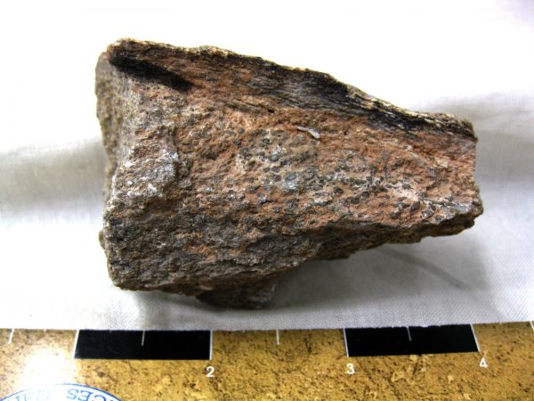 Polished Jurassic Dinosaur Bone #95 - Image 2