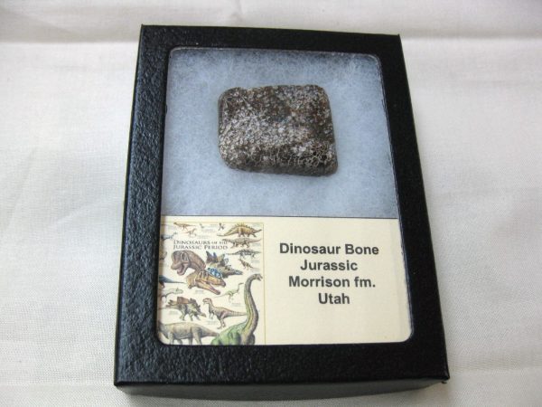 Polished Jurassic Dinosaur Cabochon #31