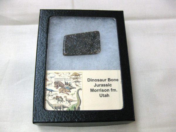 Polished Jurassic Dinosaur Cabochon #32