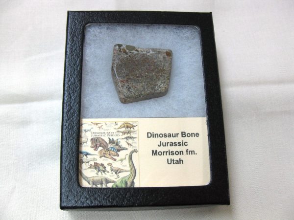 Polished Jurassic Dinosaur Cabochon #39