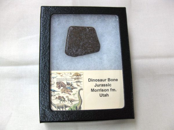 Polished Jurassic Dinosaur Cabochon #40