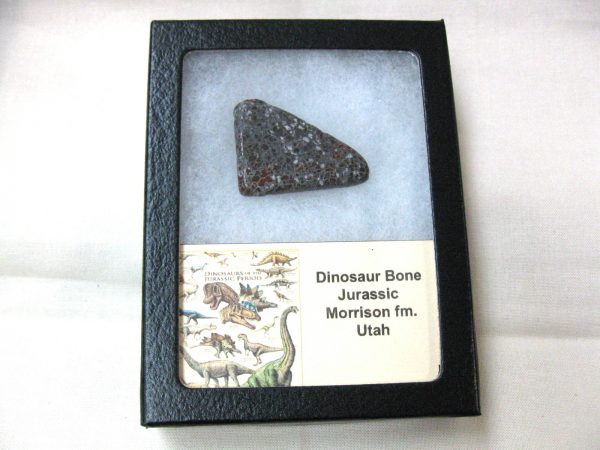 Polished Jurassic Dinosaur Cabochon #46